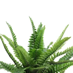 Northlight 17.5" Potted Artificial Green Boston Fern Plant