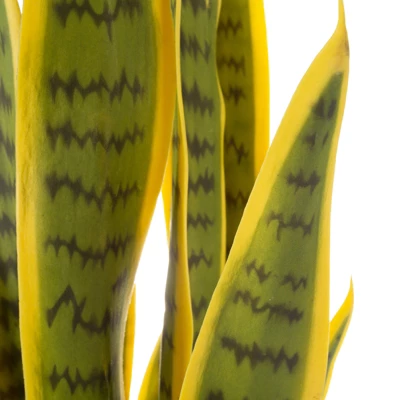 Nature Spring 29.5 Inch Artificial Snake Plant 4 Nature Spring 29.5 Inch Artificial Snake Plant - Image 2